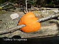 Tubifera ferruginosa-amf1912